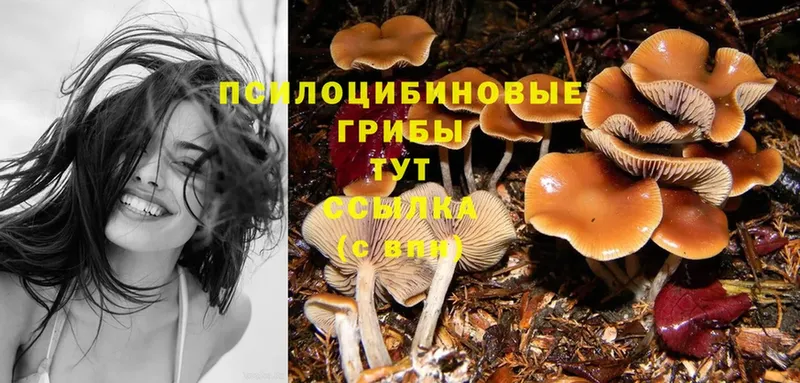 Псилоцибиновые грибы Psilocybine cubensis  Дрезна 